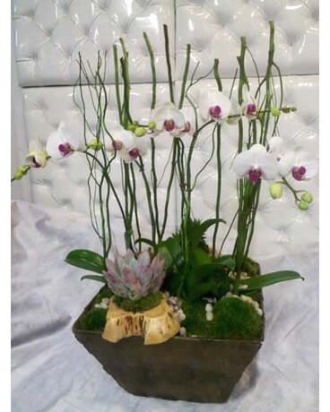 As Shown size, inches height and inches wide.